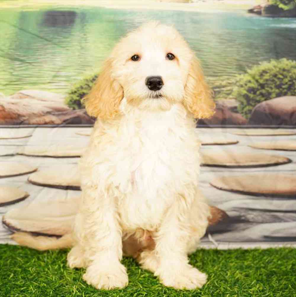 pet breed image