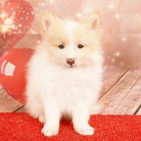 Pomeranian