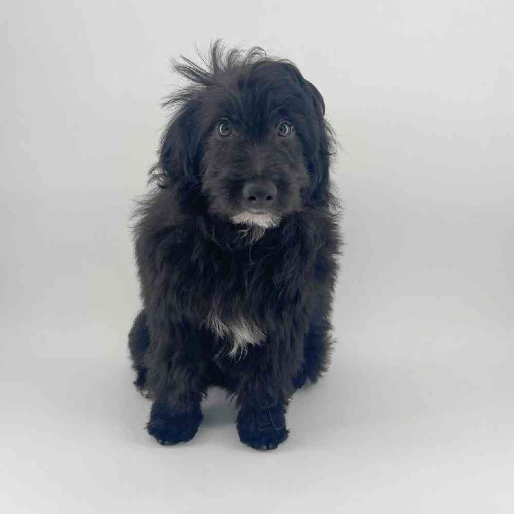 pet breed image