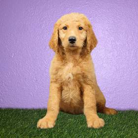 2nd Gen Standard Goldendoodle