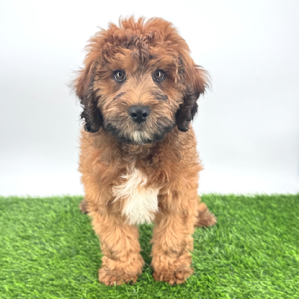 Image of a pet breed in the gallery