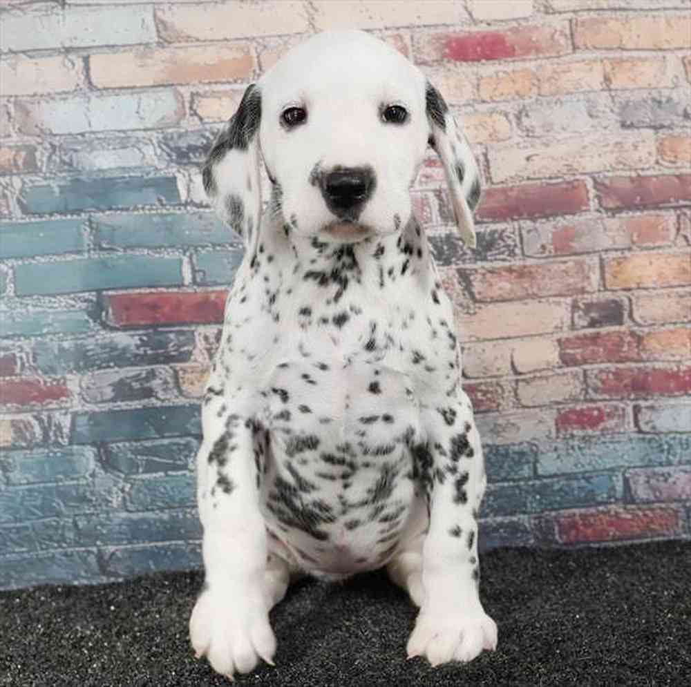 Image of a pet breed in the gallery