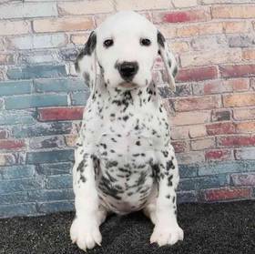 Dalmatian