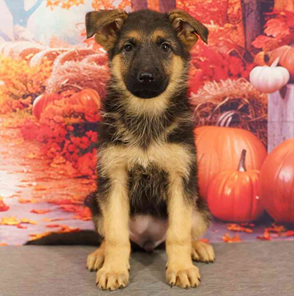 Image of a pet breed in the gallery