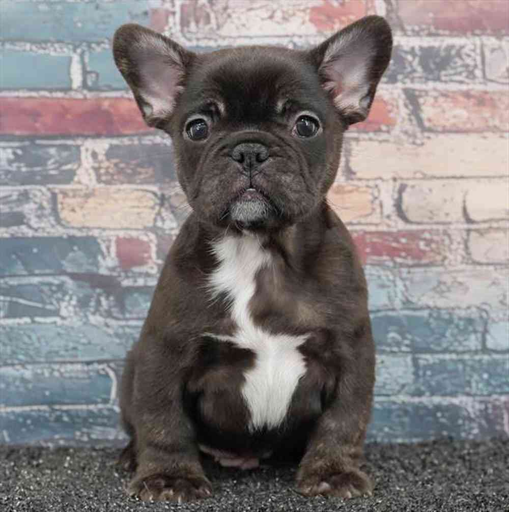 Image of a pet breed in the gallery