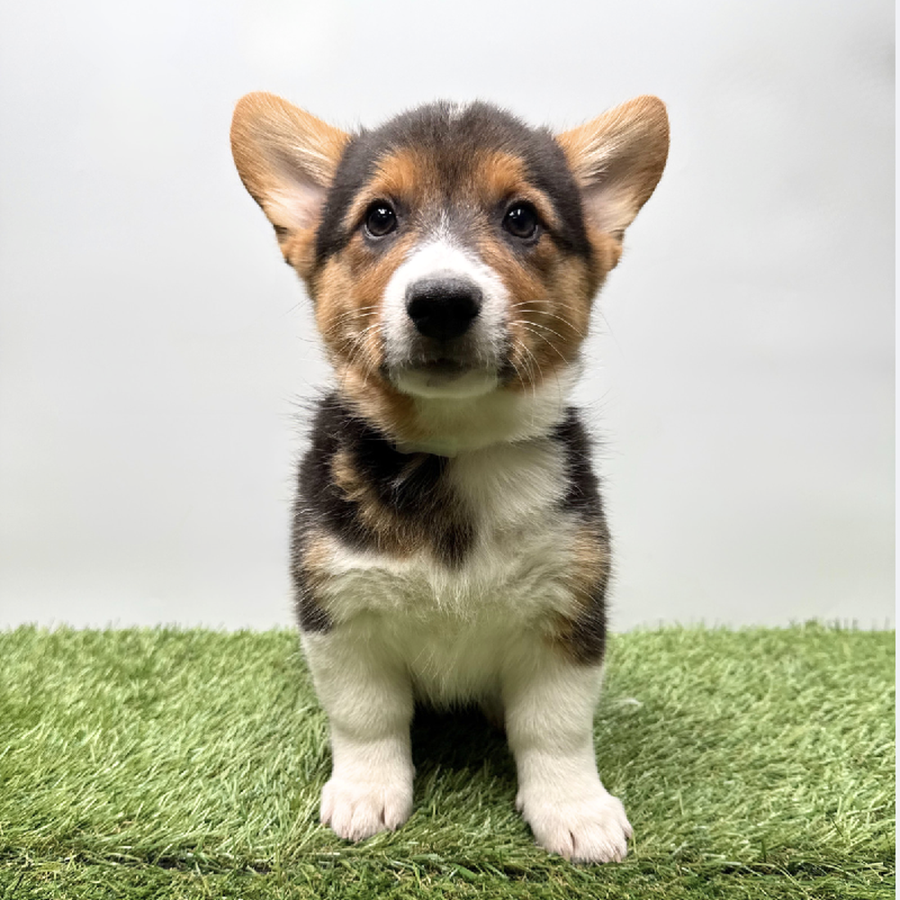 pet breed image