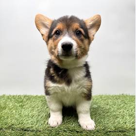 Pembroke Welsh Corgi