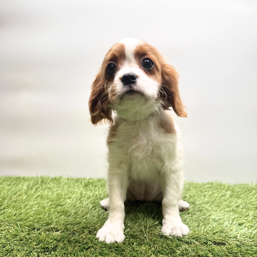 pet breed image