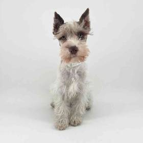 Mini Schnauzer