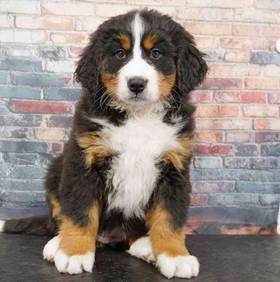 Bernese Mountain Dog