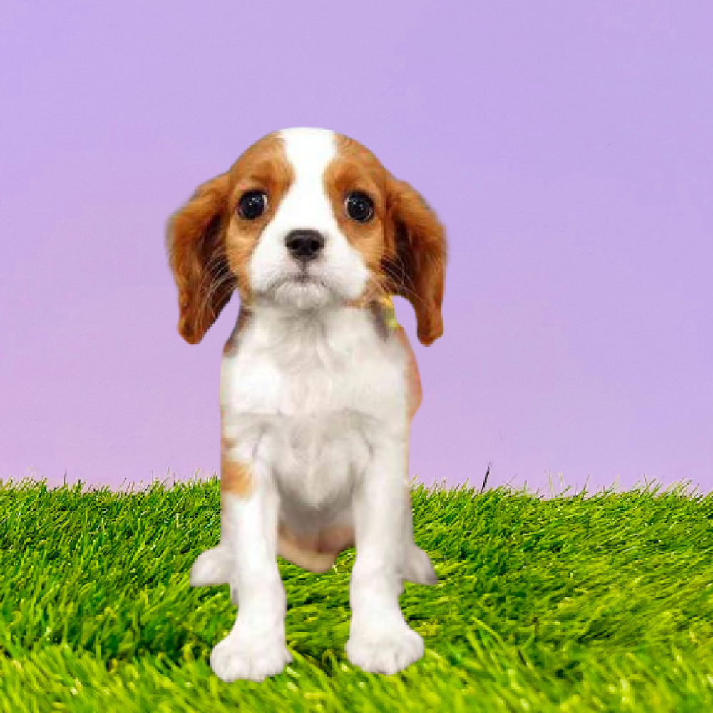 Female Cavalier King Charles Spaniel Puppy for Sale in Marietta, GA