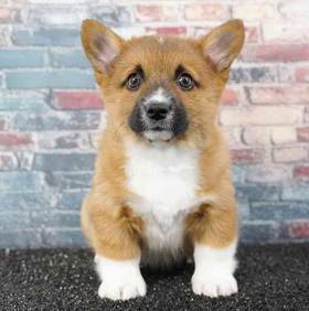 Pembroke Welsh Corgi