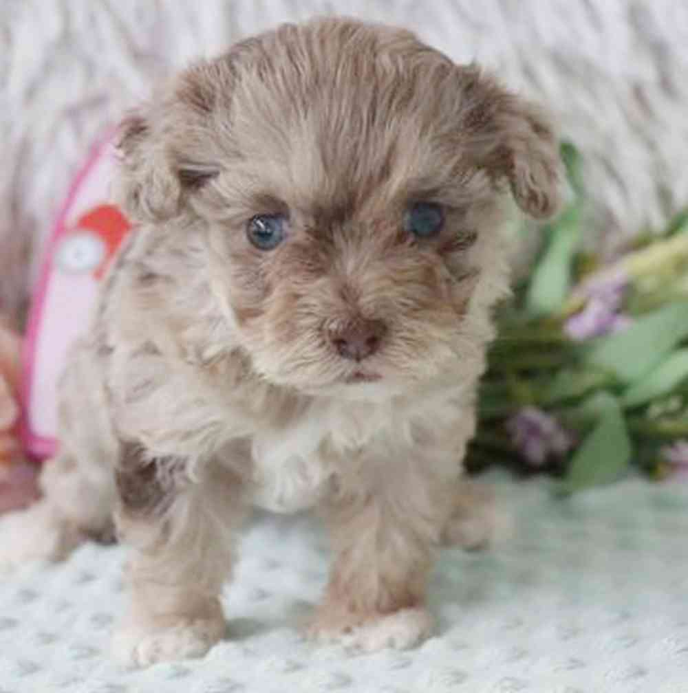 pet breed image