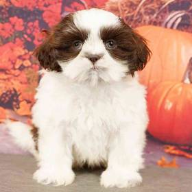 Shih Tzu