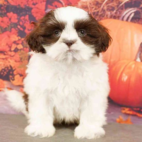 Shih Tzu