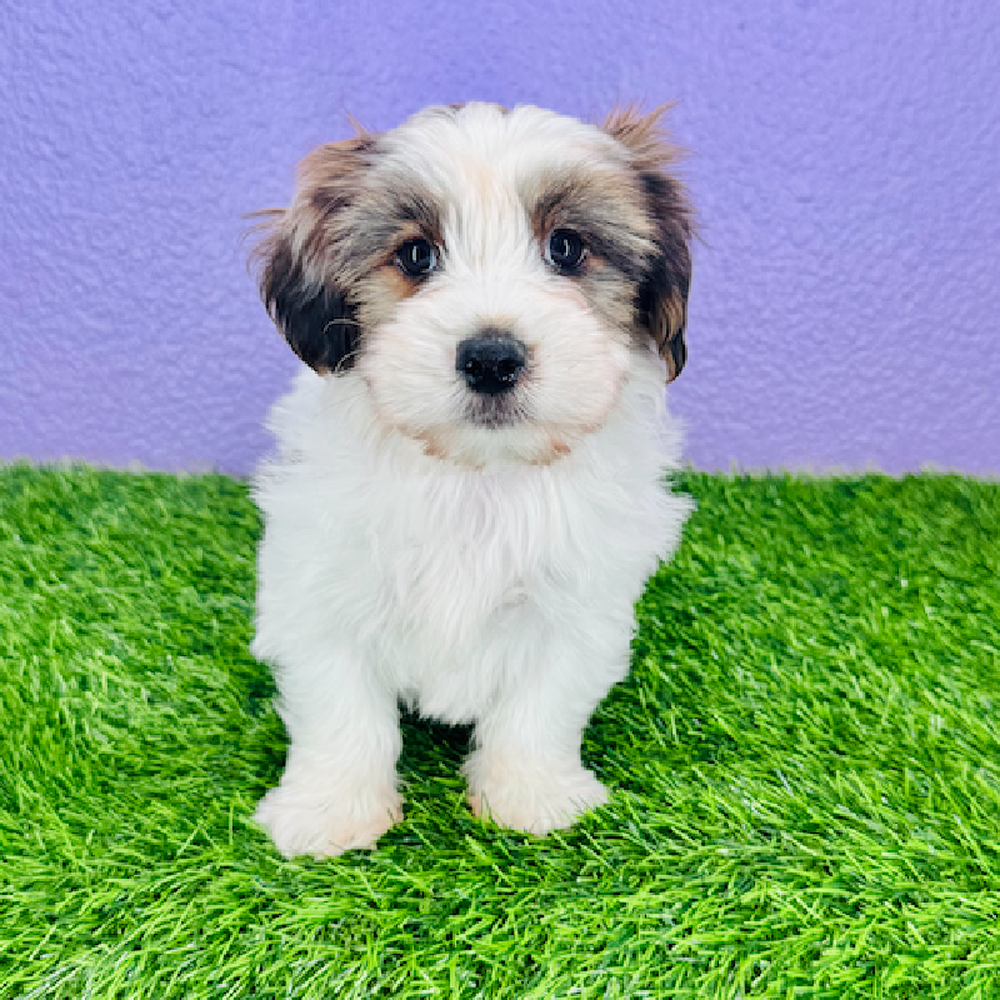Image of a pet breed in the gallery