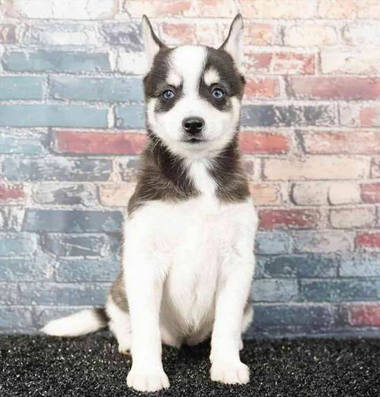 Alaskan Klee Kai