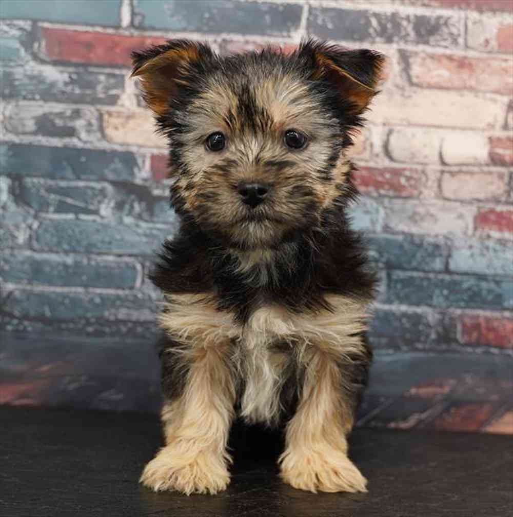 Image of a pet breed in the gallery