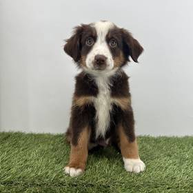Mini Australian Shepherd