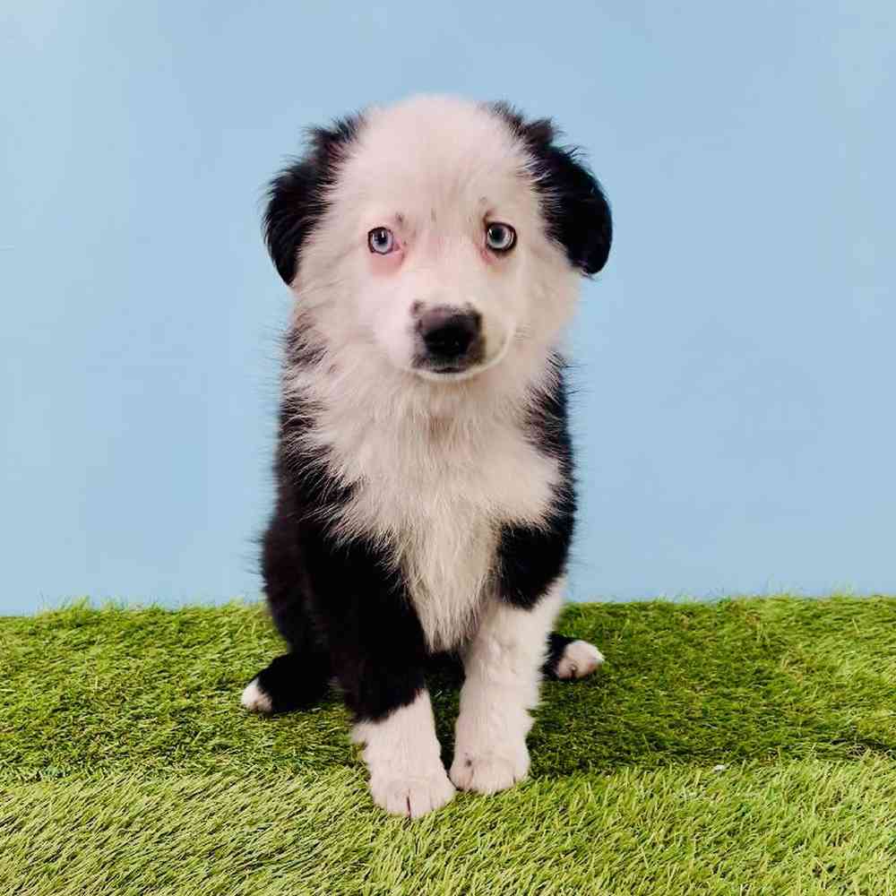 pet breed image