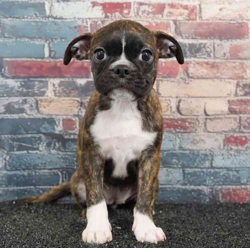 pet breed image