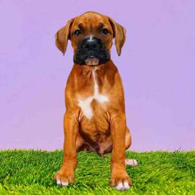 Boxer