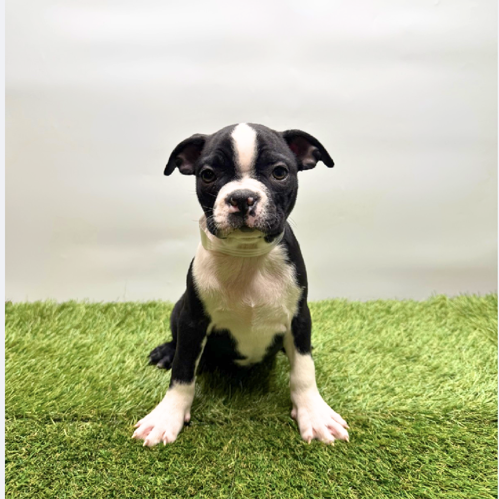 pet breed image