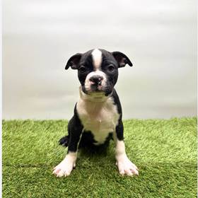 Boston Terrier