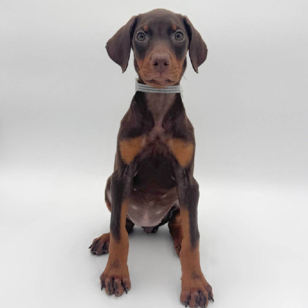 Image of a pet breed in the gallery