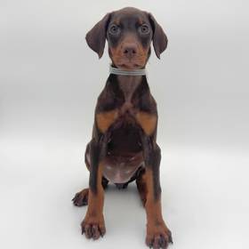 Doberman Pinscher