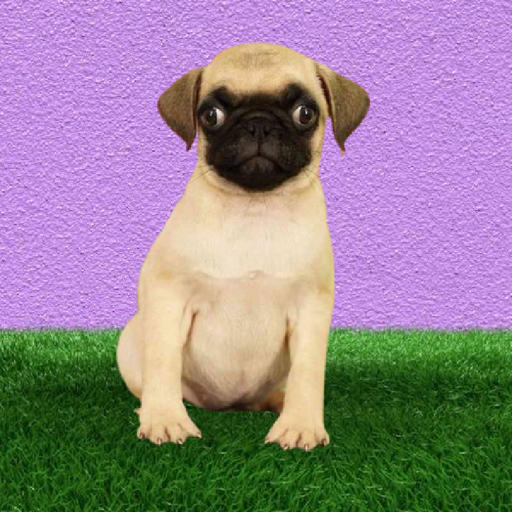carousel pet images
