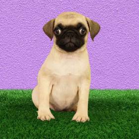 Pug