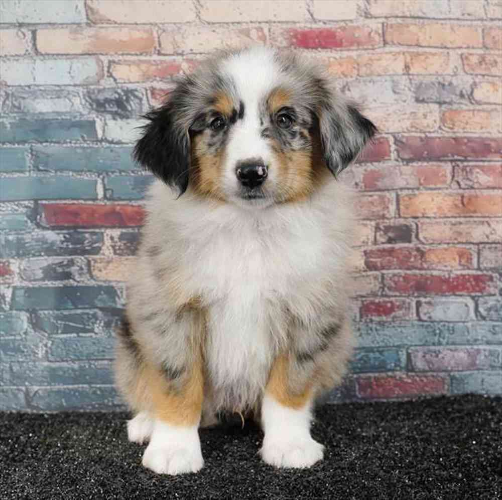 Image of a pet breed in the gallery