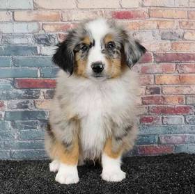 Mini Australian Shepherd