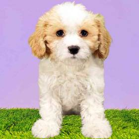 Cavachon