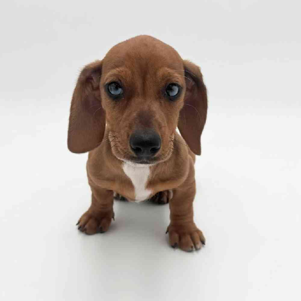 Image of a pet breed in the gallery