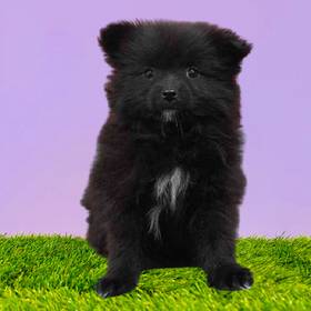 Pomeranian