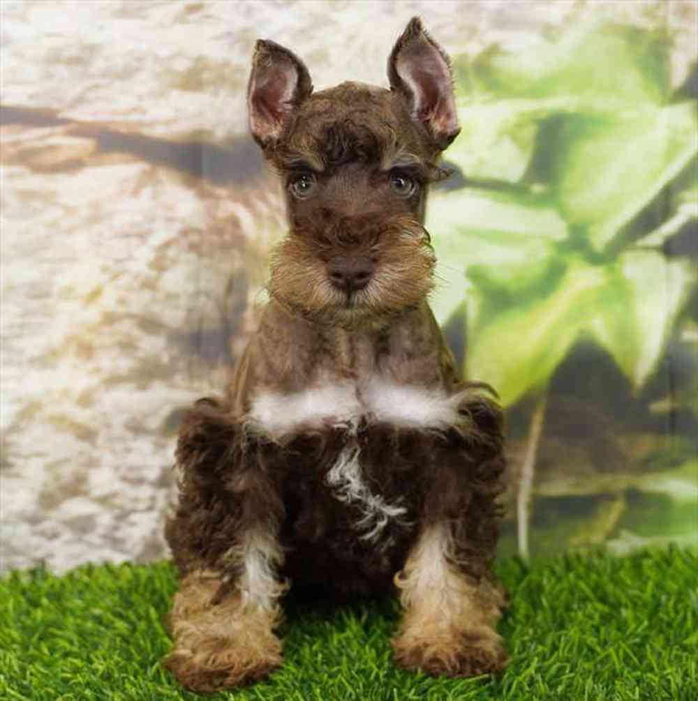 Image of a pet breed in the gallery