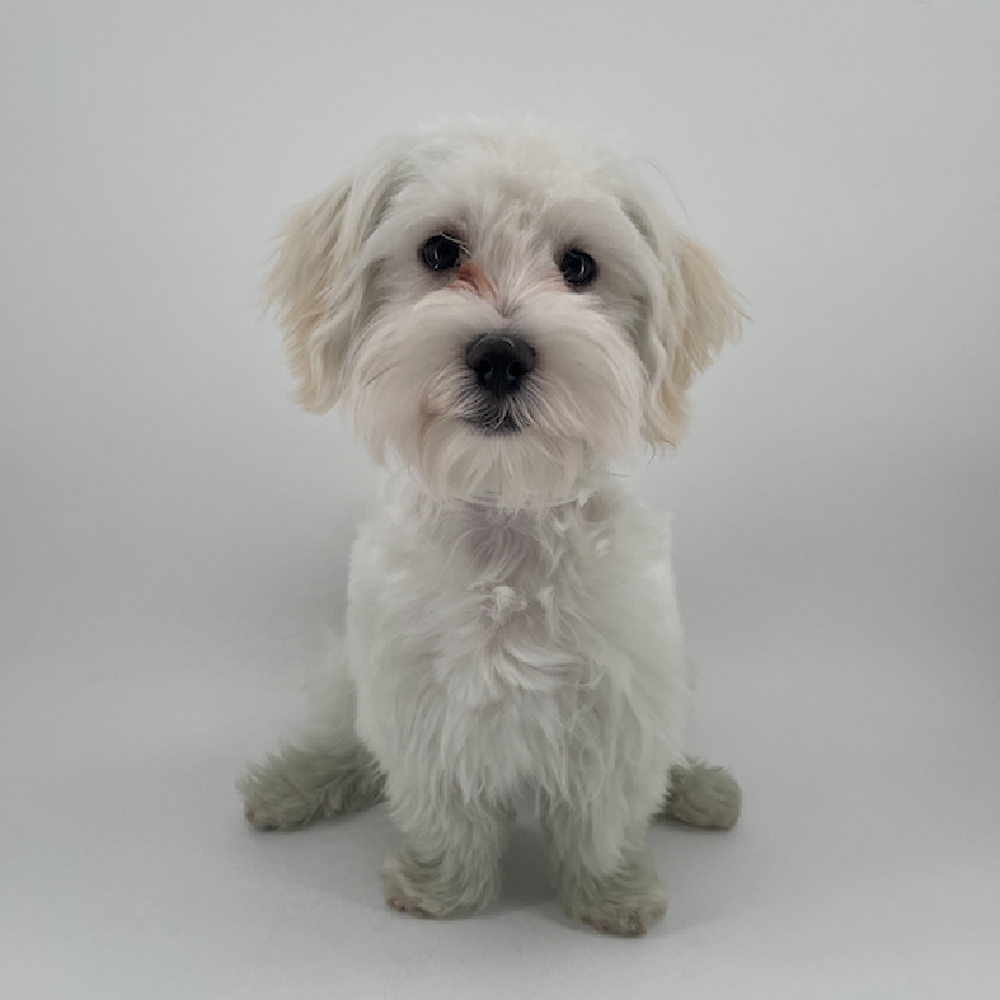 pet breed image