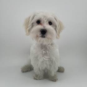 Maltese