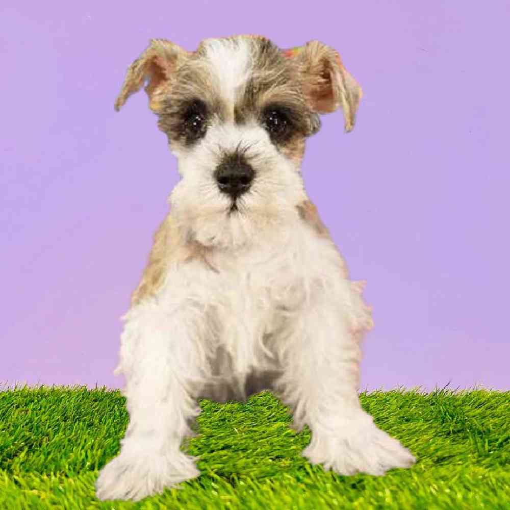Female Mini Schnauzer Puppy for Sale in Puyallup, WA