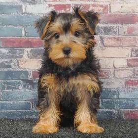 Yorkie
