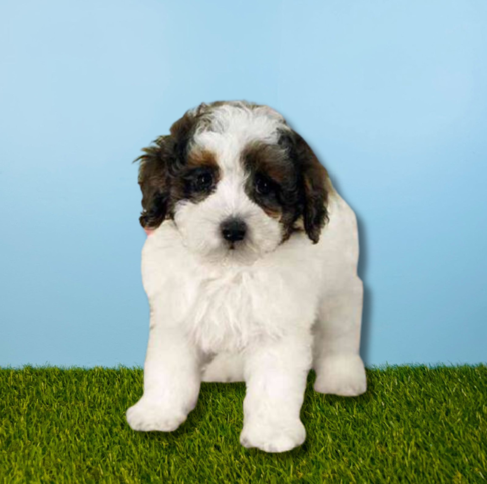 Male Poodle Puppy for Sale in Tolleson, AZ