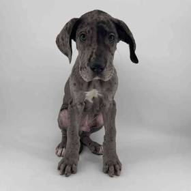 Great Dane