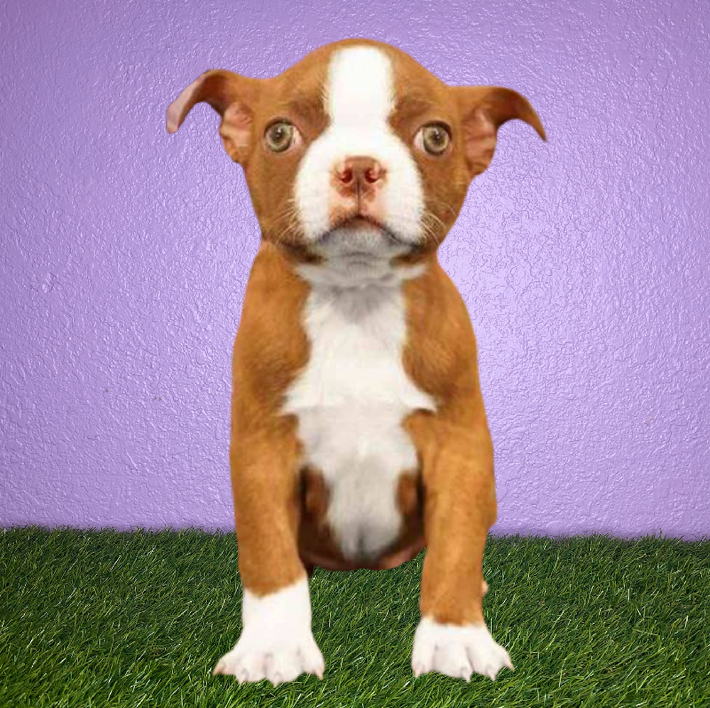 carousel pet images