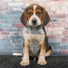 Beagle