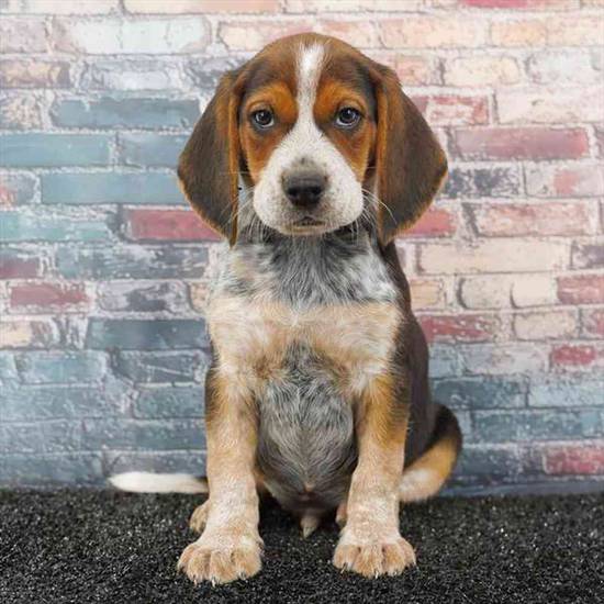 Beagle