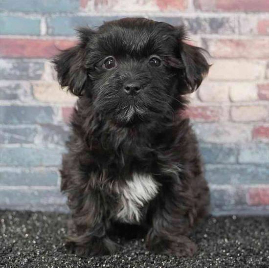 Havanese