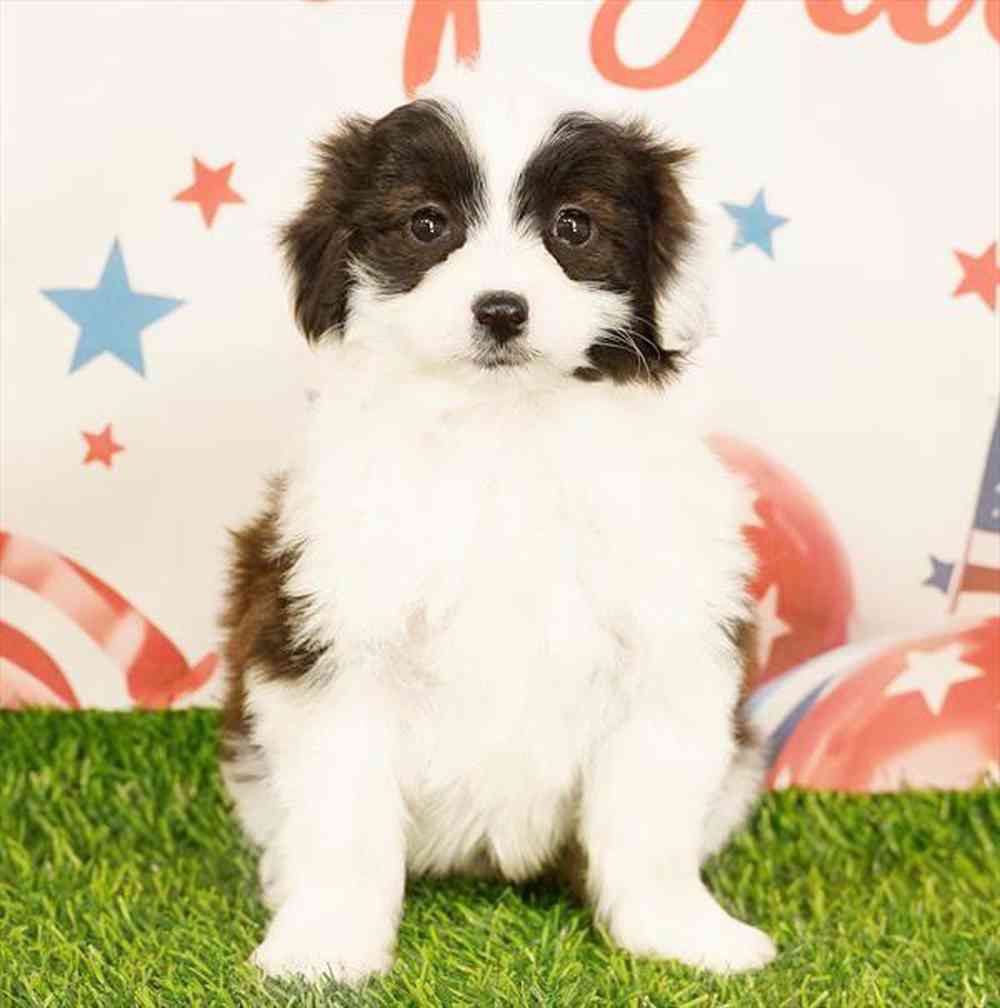 Image of a pet breed in the gallery