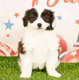 Mini Aussiedoodle